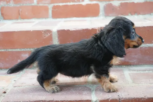 ダックスフンドの子犬販売