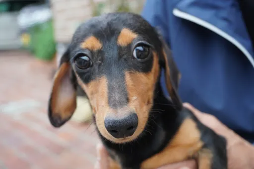 ダックスフンドの子犬販売