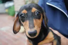 ミニチュア・ダックスフンド / スムースコート