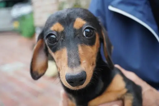 格安犬と里親募集犬の子犬販売