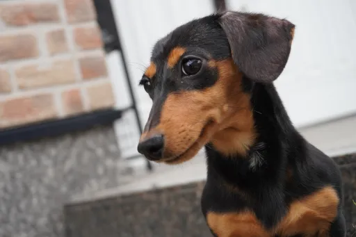 ダックスフンドの子犬販売