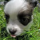 パピヨン
Papillon-3