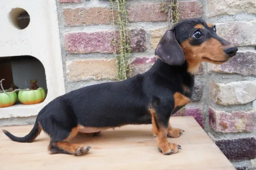 ダックスフンドの子犬販売