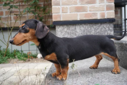 ダックスフンドの子犬販売