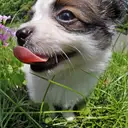 パピヨン
Papillon-2