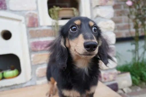 格安犬と里親募集犬の子犬販売