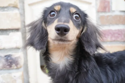 格安犬と里親募集犬の子犬販売