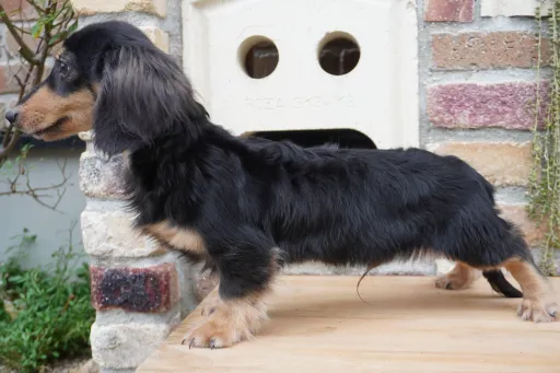 格安犬と里親募集犬の子犬販売