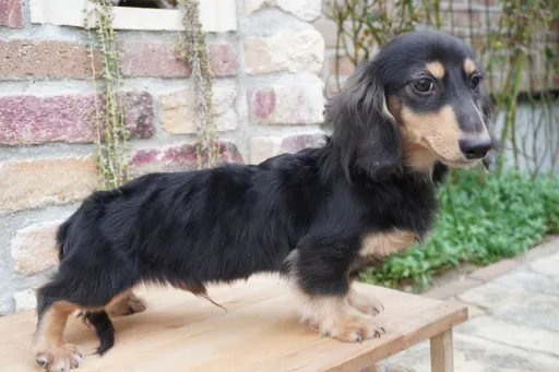 格安犬と里親募集犬の子犬販売