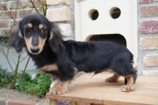 格安犬と里親募集犬の子犬販売