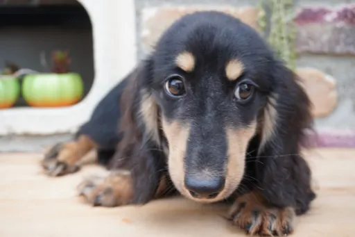 格安犬と里親募集犬の子犬販売