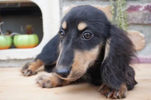 格安犬と里親募集犬の子犬販売