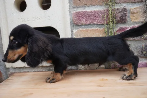 格安犬と里親募集犬の子犬販売