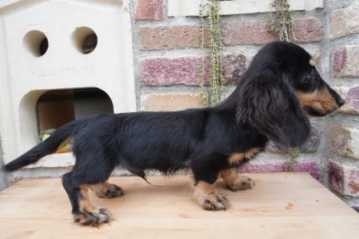 格安犬と里親募集犬の子犬販売