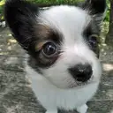 パピヨン
Papillon-1