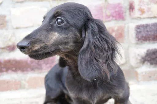 格安犬と里親募集犬の子犬販売