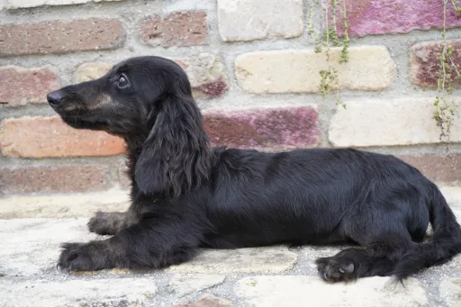 格安犬と里親募集犬の子犬販売
