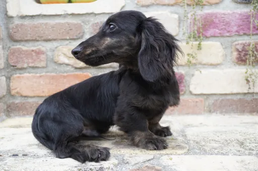 格安犬と里親募集犬の子犬販売