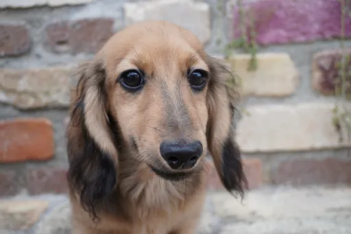 ダックスフンドの子犬販売