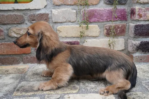 ダックスフンドの子犬販売