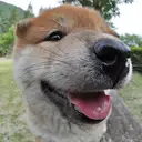 柴犬
Shiba-inu-10