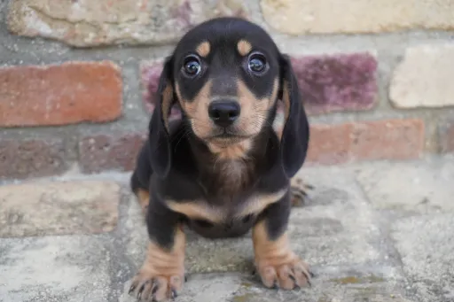 ダックスフンドの子犬販売