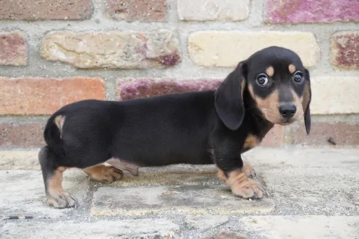 ダックスフンドの子犬販売