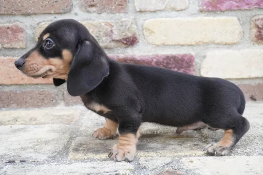 ダックスフンドの子犬販売
