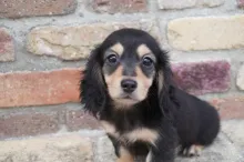 ミニチュア・ダックスフンド / ロングコート