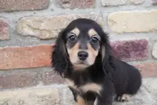 ミニチュア・ダックスフンド / ロングコート