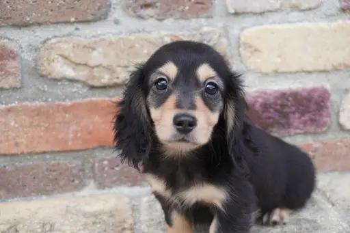 ダックスフンドの子犬販売