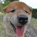 柴犬
Shiba-inu-8