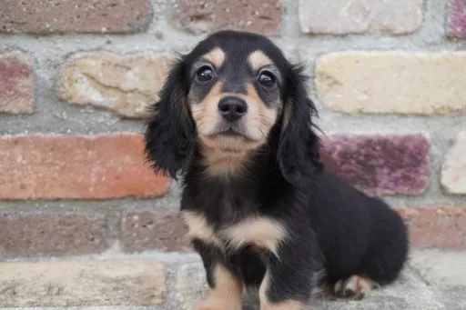 ダックスフンドの子犬販売