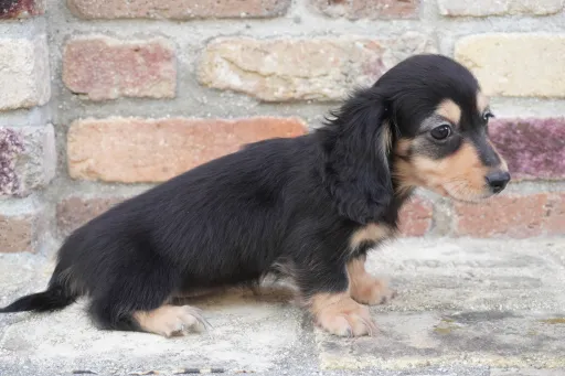 ダックスフンドの子犬販売