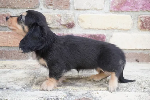 ダックスフンドの子犬販売