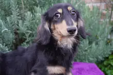 ミニチュア・ダックスフンド / ロングコート