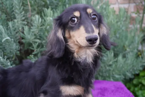 ダックスフンドの子犬販売