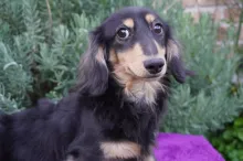 ミニチュア・ダックスフンド / ロングコート