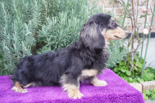 ダックスフンドの子犬販売