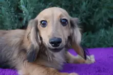 ミニチュア・ダックスフンド / ロングコート