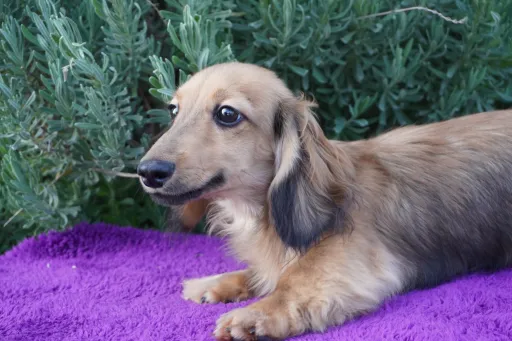 ダックスフンドの子犬販売
