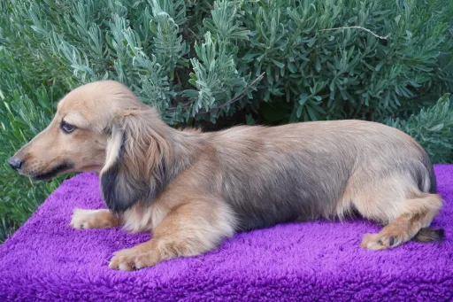 ダックスフンドの子犬販売