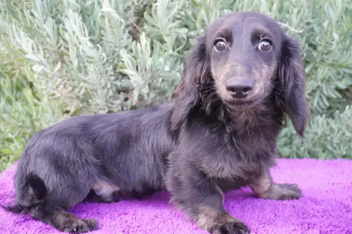 ダックスフンドの子犬販売