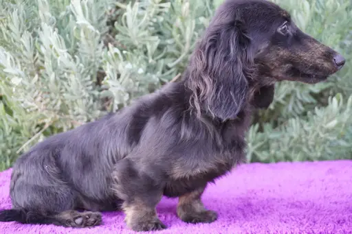 ミニチュア・ダックスフンド / ロングコートの拡大画像