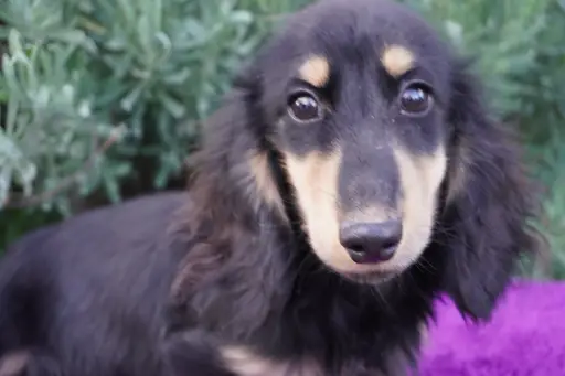 格安犬と里親募集犬の子犬販売