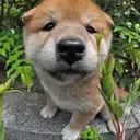 柴犬
Shiba-inu-4