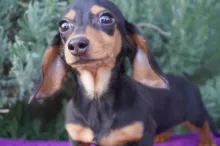 ミニチュア・ダックスフンド / スムースコート