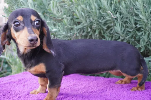 ダックスフンドの子犬販売