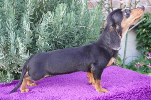 ダックスフンドの子犬販売