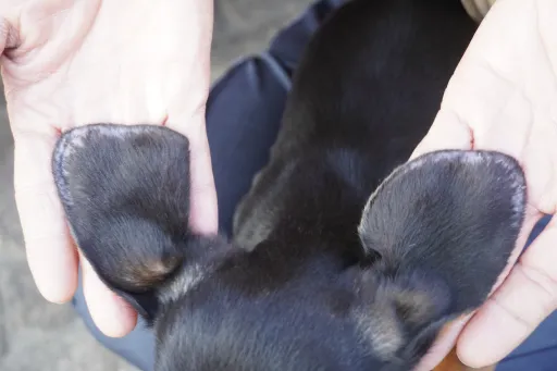 ダックスフンドの子犬販売
